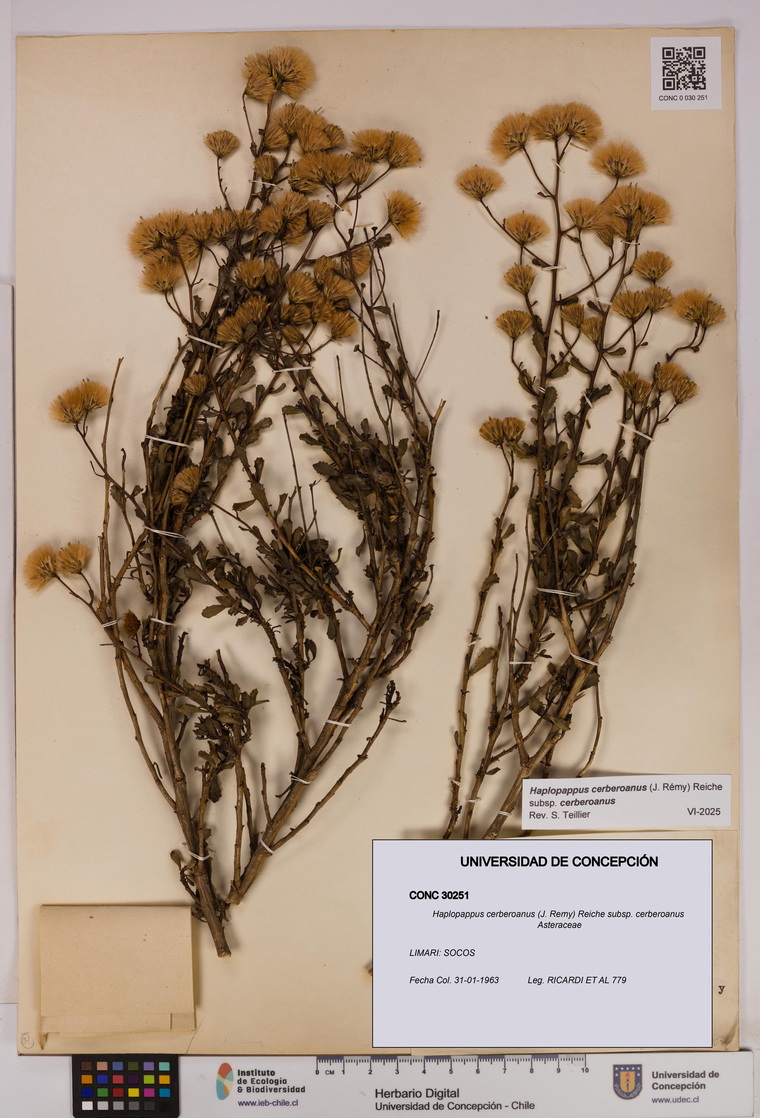 Haplopappus cerberoanus subsp. cerberoanus [Espécimen: UDEC:CONC:0030251]