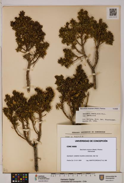 Baccharis incarum [Espécimen: UDEC:CONC:0030252]