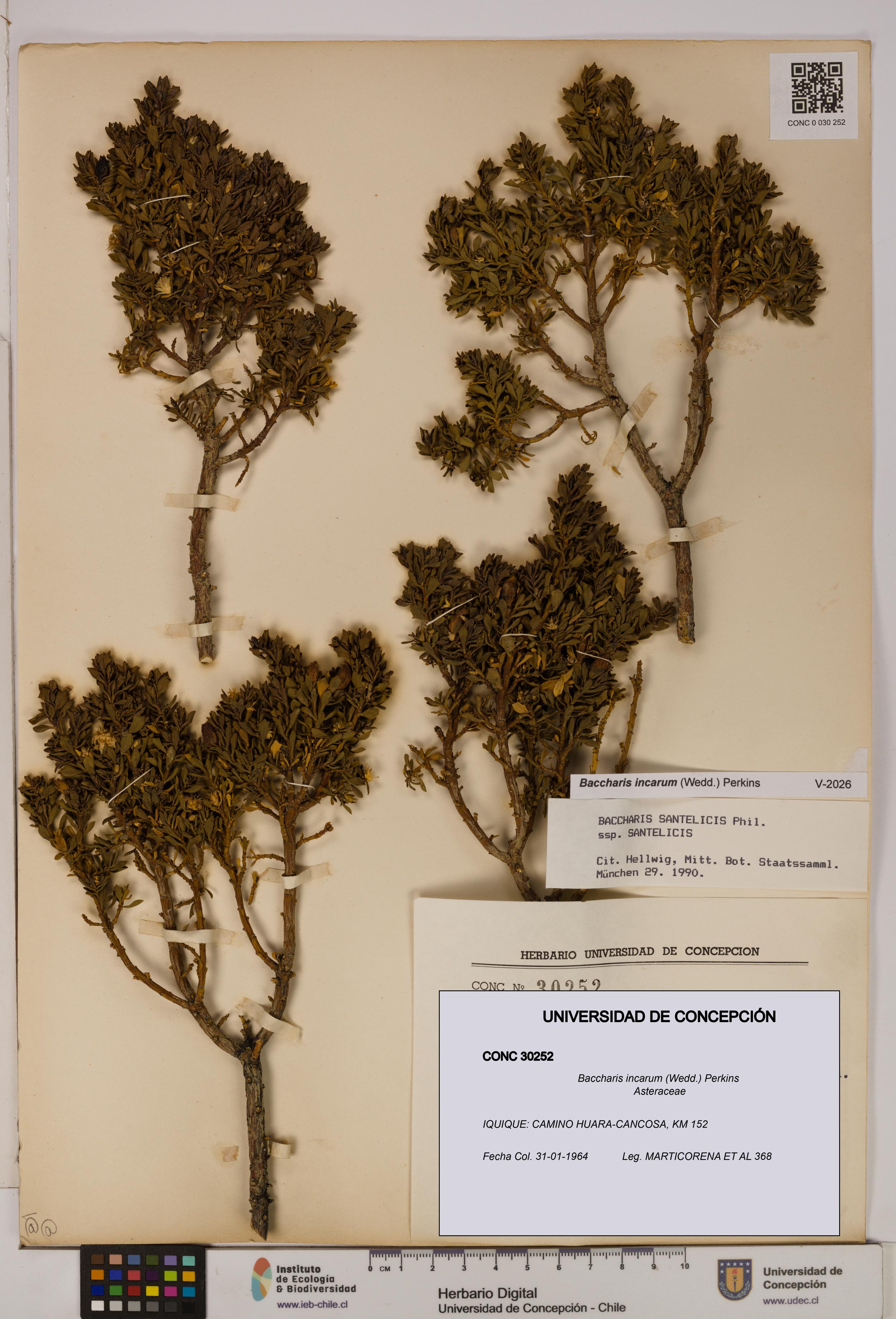 Baccharis incarum [Espécimen: UDEC:CONC:0030252]