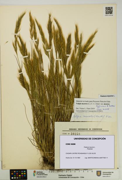 Festuca myuros [Espécimen: UDEC:CONC:0030258]