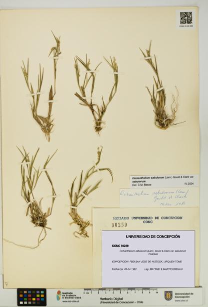 Dichanthelium sabulorum [Espécimen: UDEC:CONC:0030259]