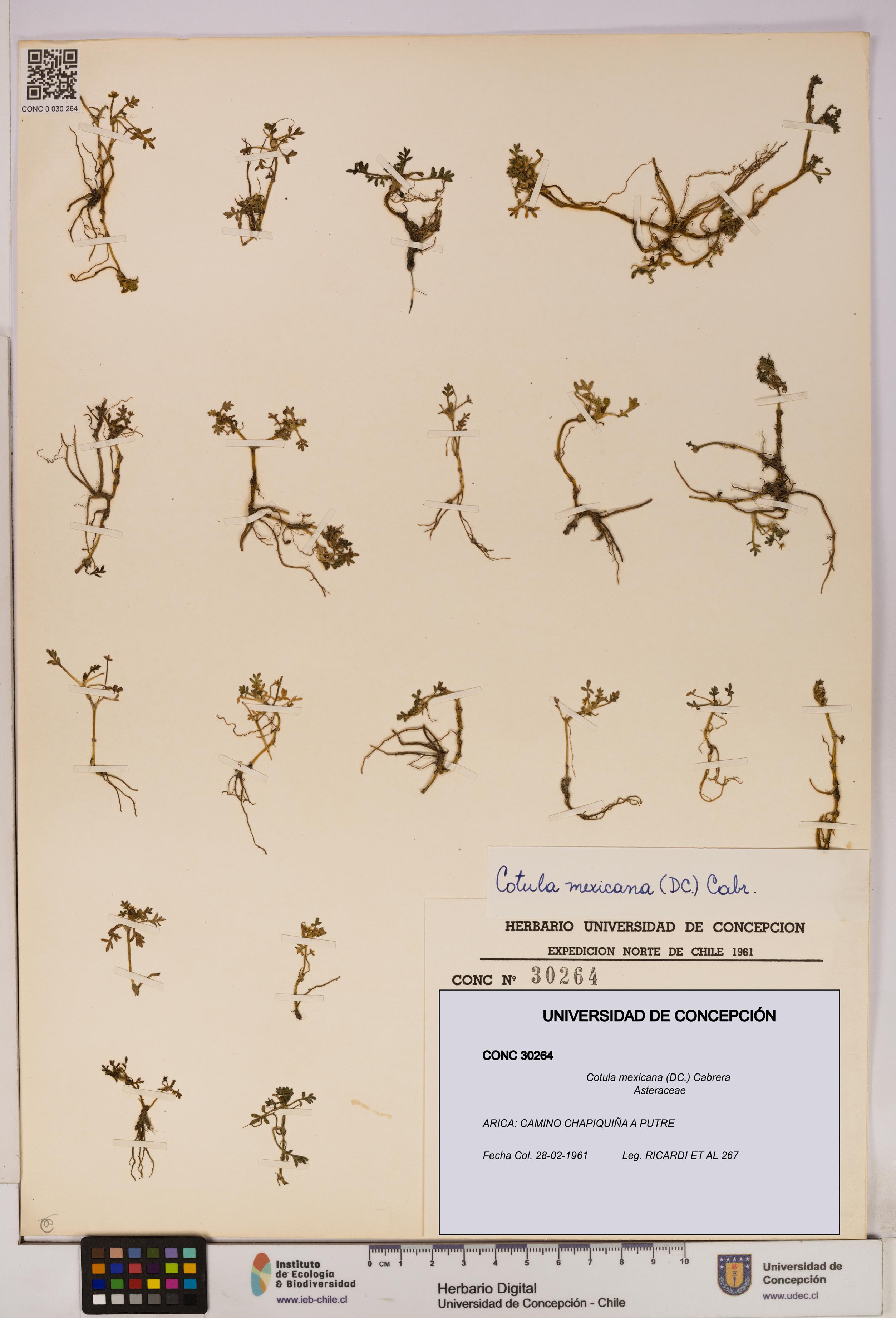 Cotula mexicana [Espécimen: UDEC:CONC:0030264]