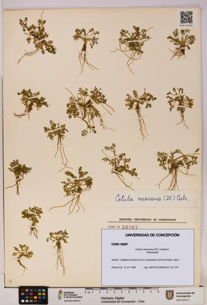 Cotula mexicana [Espécimen: UDEC:CONC:0030267]