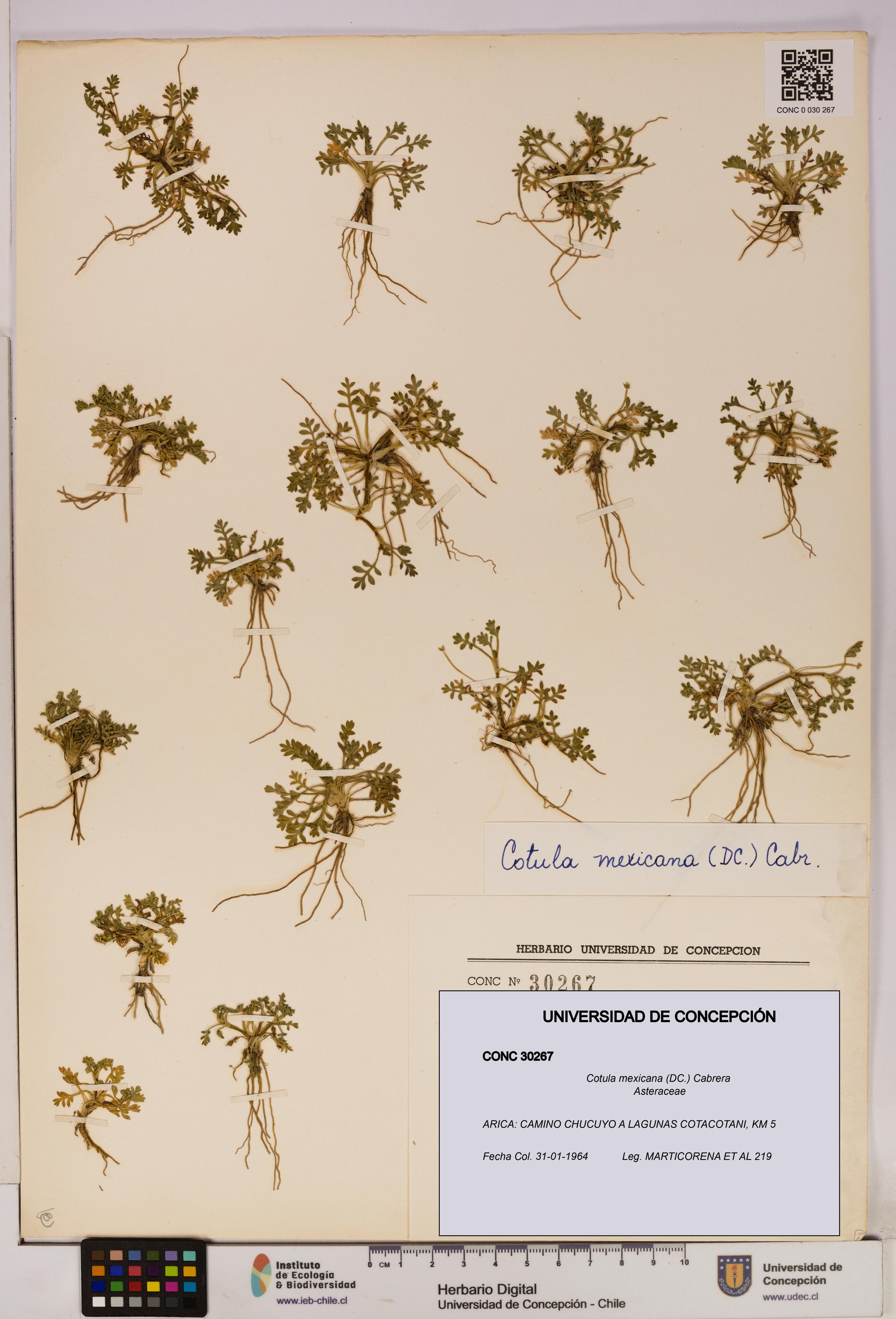 Cotula mexicana [Espécimen: UDEC:CONC:0030267]