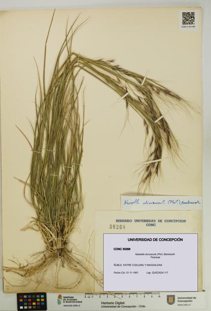 Nassella duriuscula [Espécimen: UDEC:CONC:0030268]