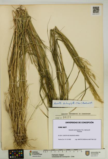 Nassella lachnophylla [Espécimen: UDEC:CONC:0030277]