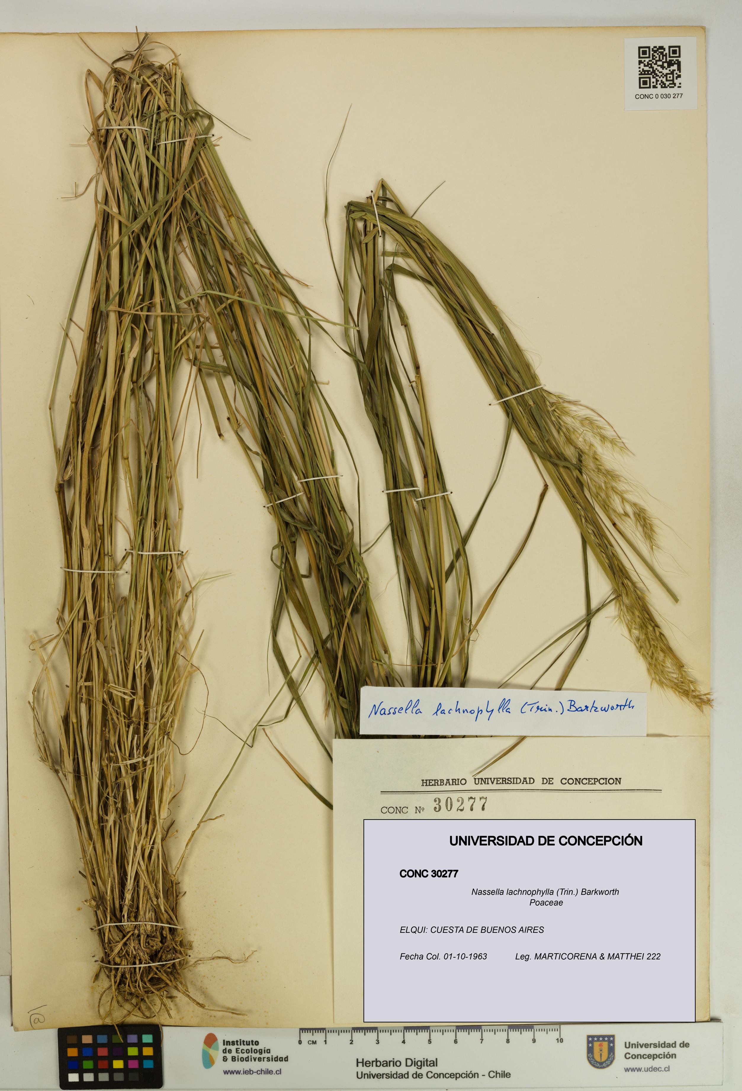 Nassella lachnophylla [Espécimen: UDEC:CONC:0030277]