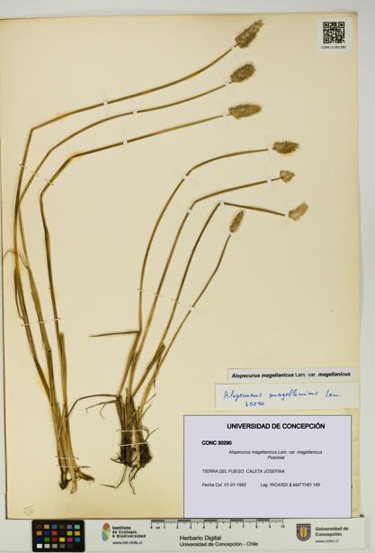 Alopecurus magellanicus var. magellanicus [Espécimen: UDEC:CONC:0030290]
