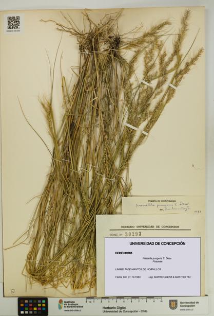 Nassella pungens [Espécimen: UDEC:CONC:0030293]