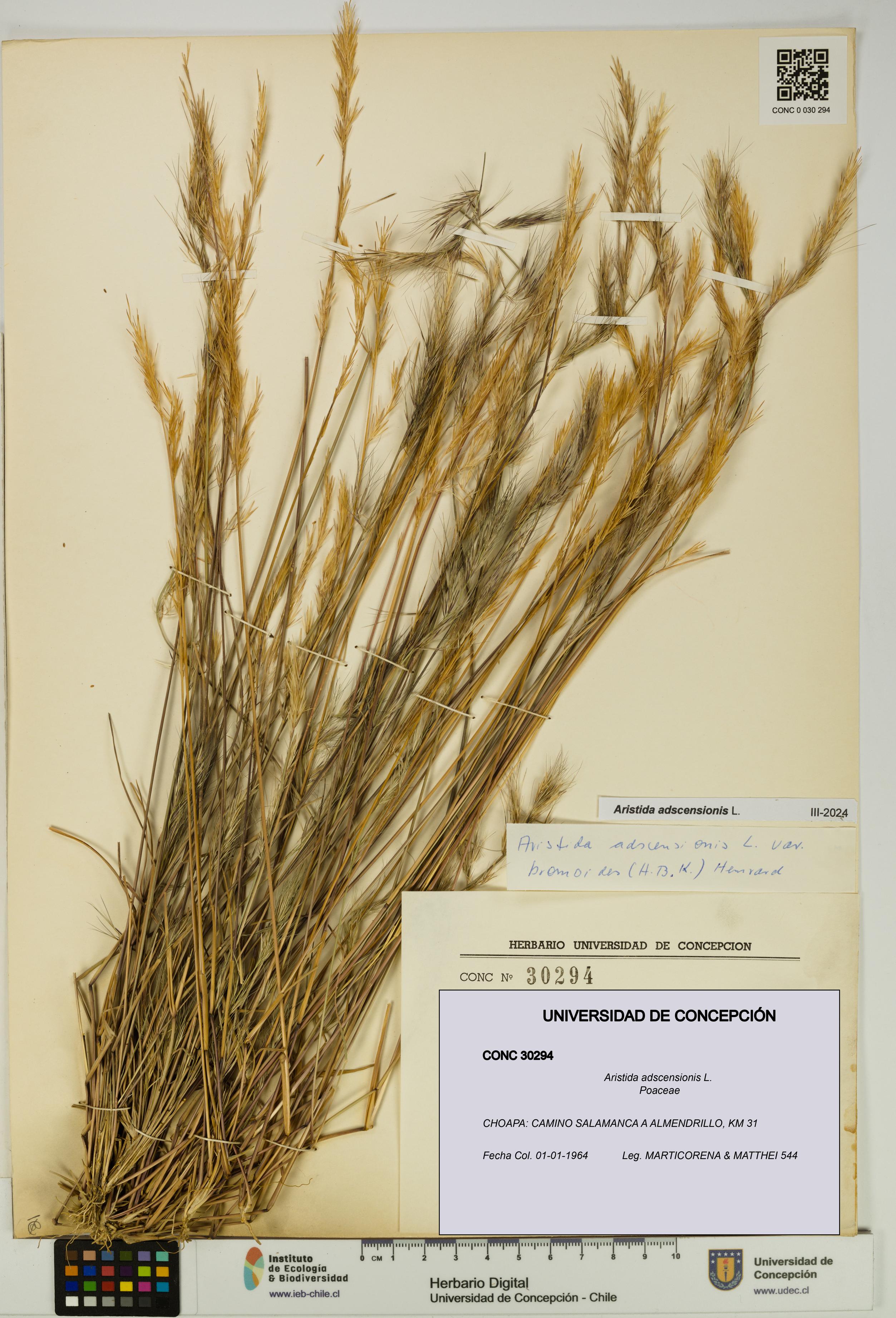 Aristida adscensionis [Espécimen: UDEC:CONC:0030294]