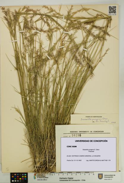 Nassella pungens [Espécimen: UDEC:CONC:0030296]