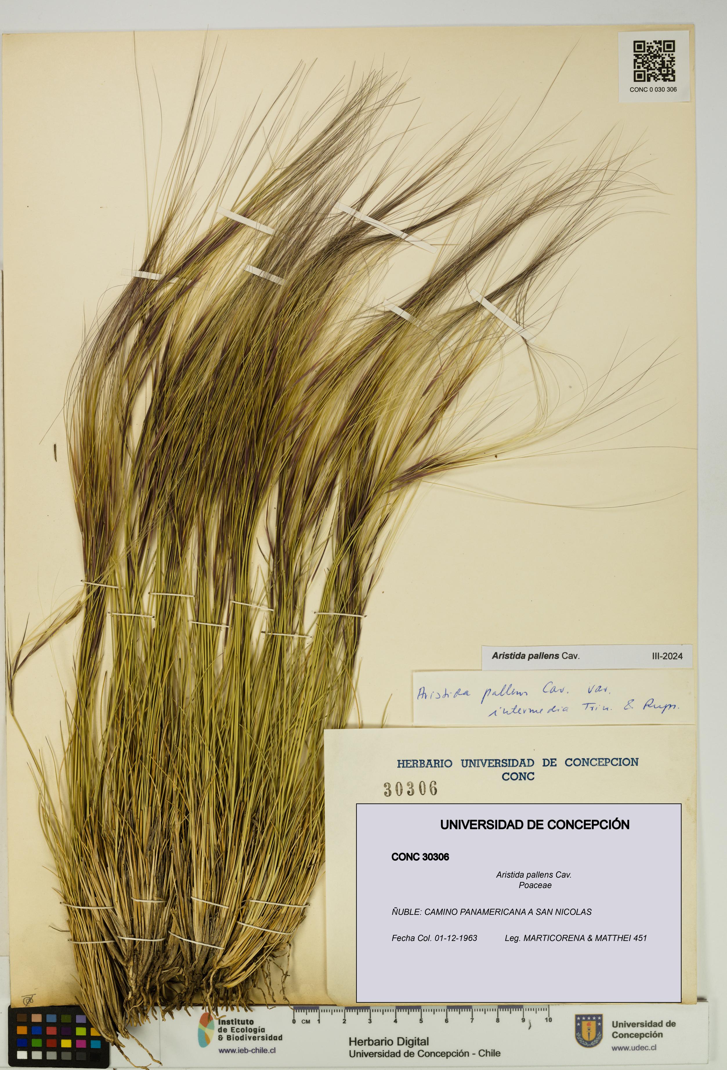 Aristida pallens [Espécimen: UDEC:CONC:0030306]