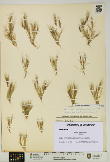 Aristida adscensionis [Espécimen: UDEC:CONC:0030316]