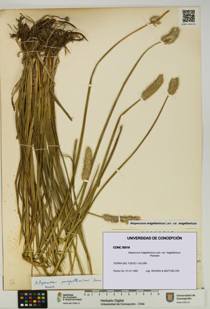 Alopecurus magellanicus var. magellanicus [Espécimen: UDEC:CONC:0030319]
