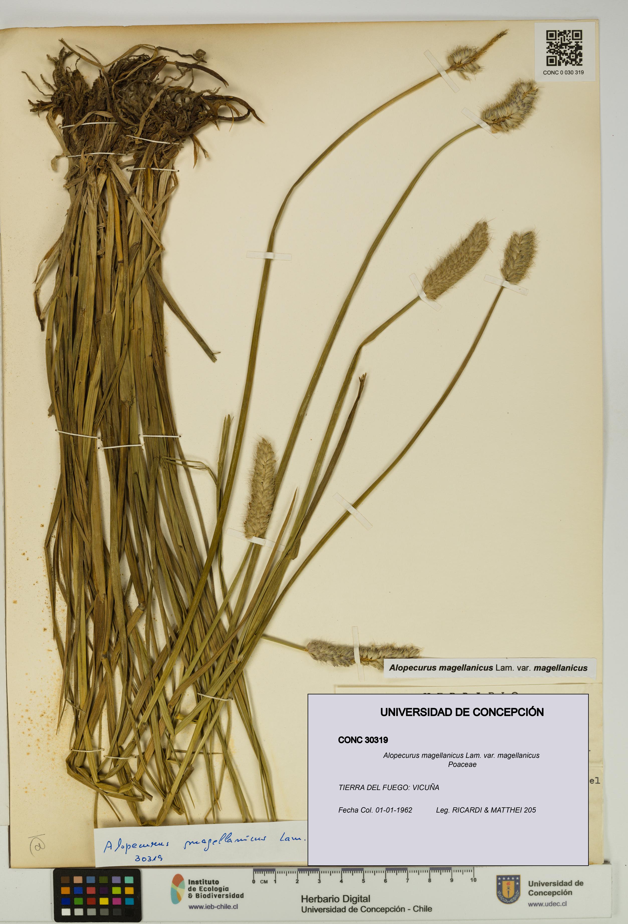 Alopecurus magellanicus var. magellanicus [Espécimen: UDEC:CONC:0030319]