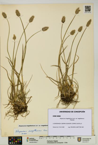 Alopecurus magellanicus var. magellanicus [Espécimen: UDEC:CONC:0030322]