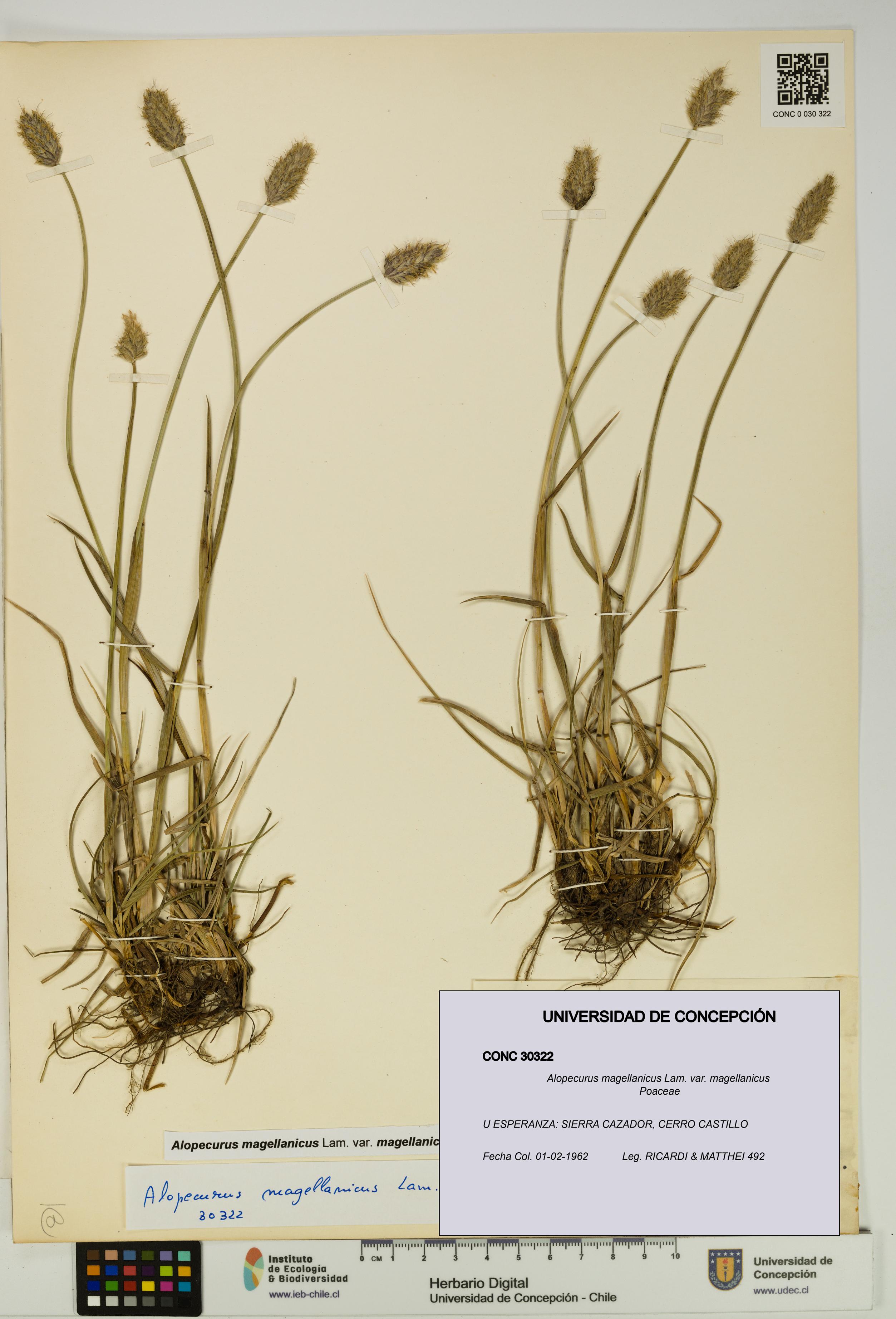 Alopecurus magellanicus var. magellanicus [Espécimen: UDEC:CONC:0030322]