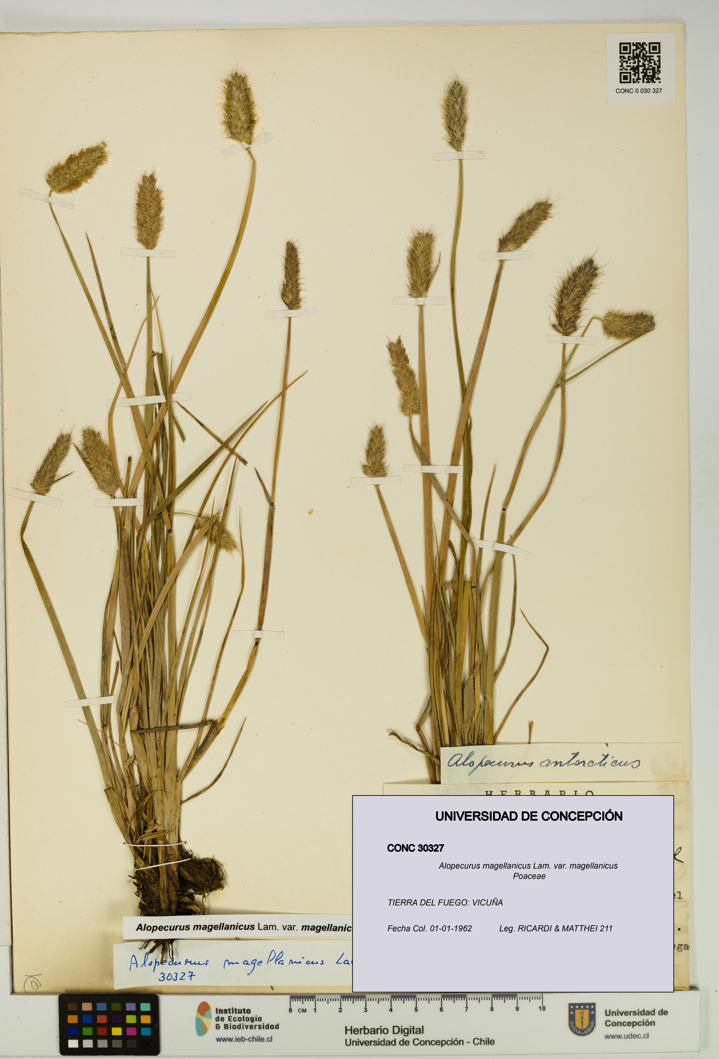 Alopecurus magellanicus var. magellanicus [Espécimen: UDEC:CONC:0030327]