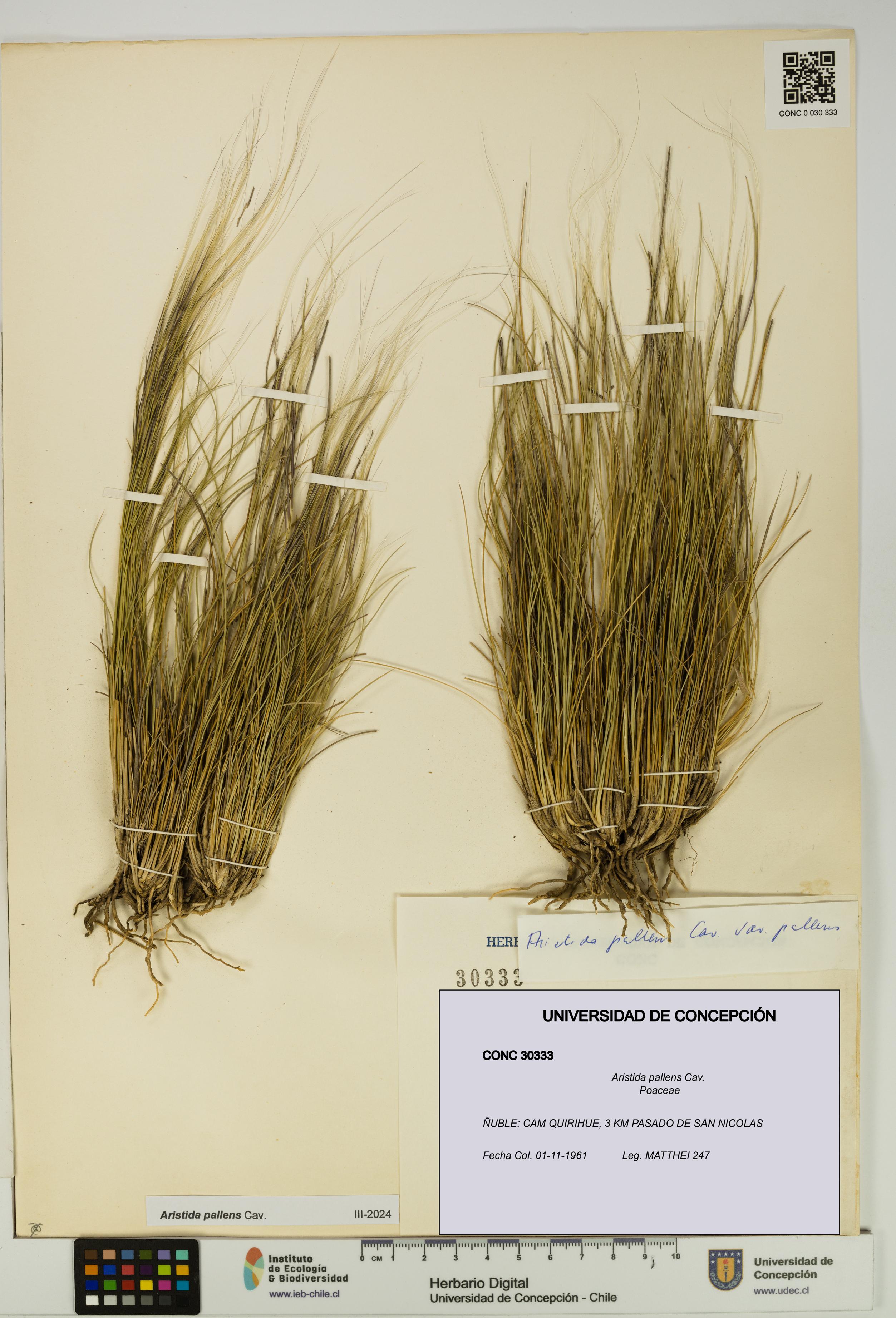 Aristida pallens [Espécimen: UDEC:CONC:0030333]