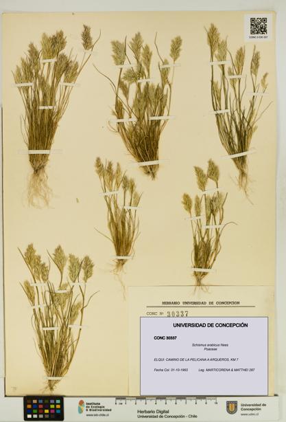 Schismus arabicus [Espécimen: UDEC:CONC:0030337]