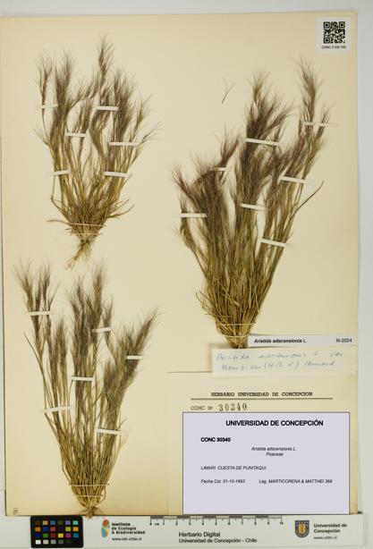 Aristida adscensionis [Espécimen: UDEC:CONC:0030340]