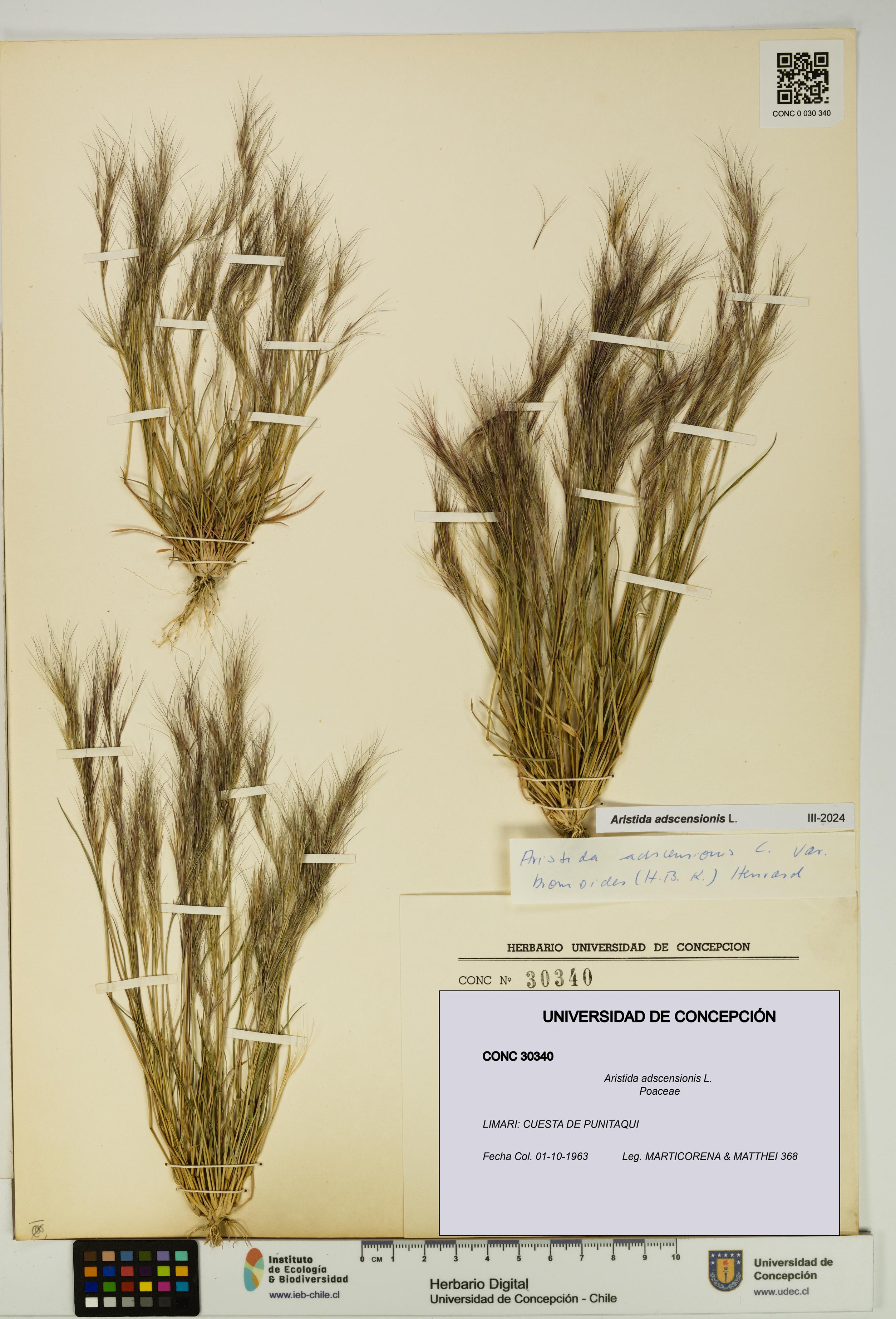Aristida adscensionis [Espécimen: UDEC:CONC:0030340]