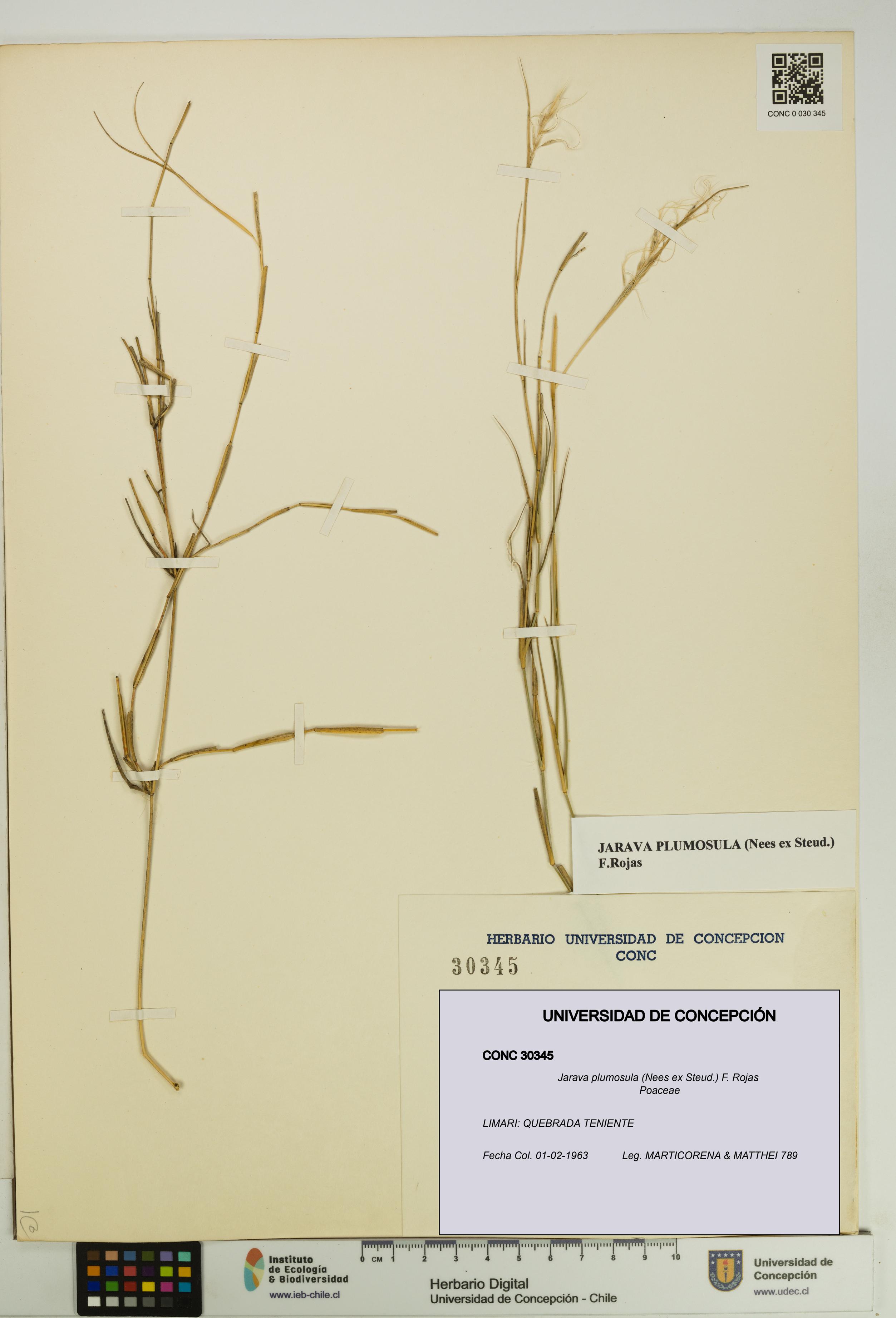 Jarava plumosula [Espécimen: UDEC:CONC:0030345]