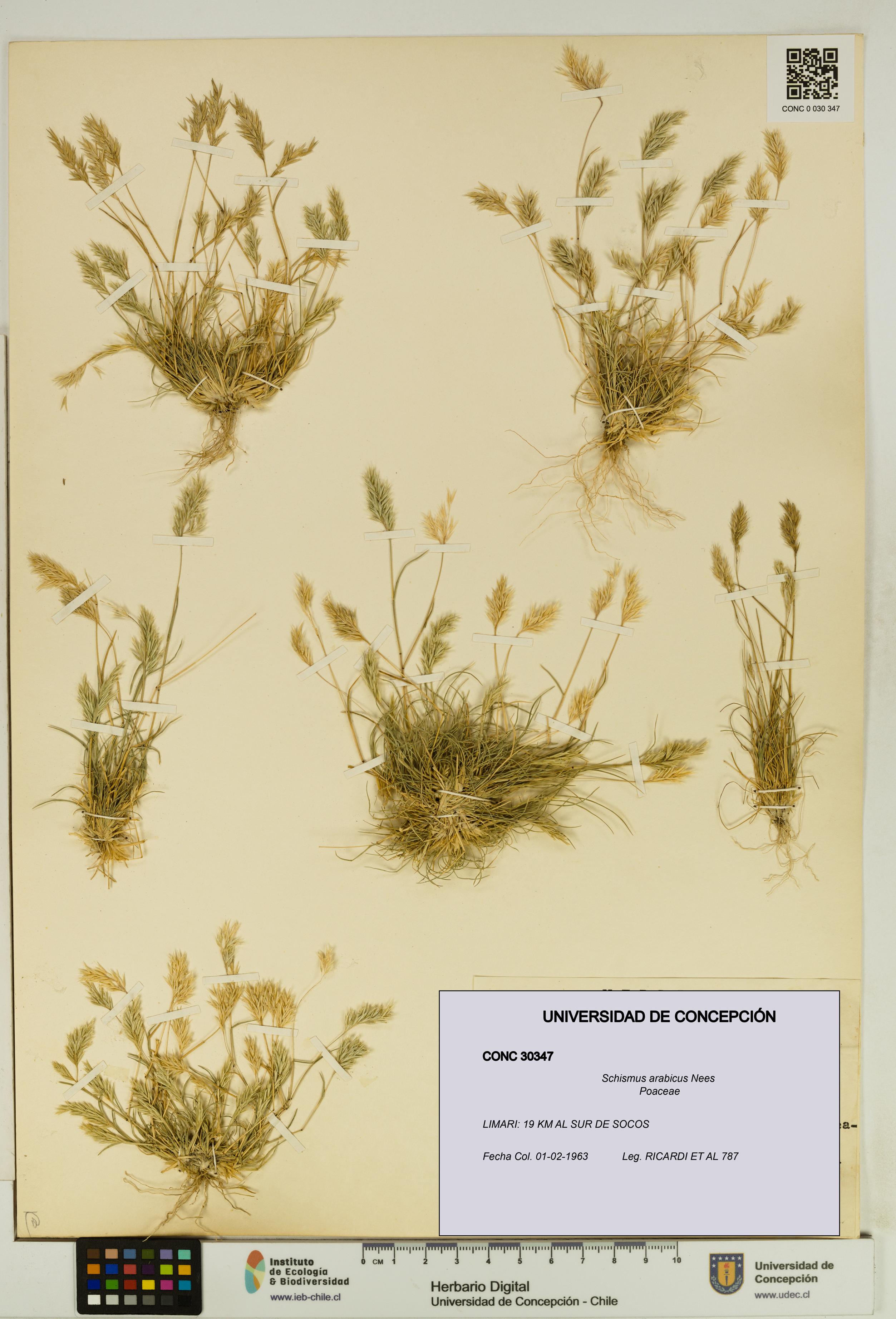 Schismus arabicus [Espécimen: UDEC:CONC:0030347]