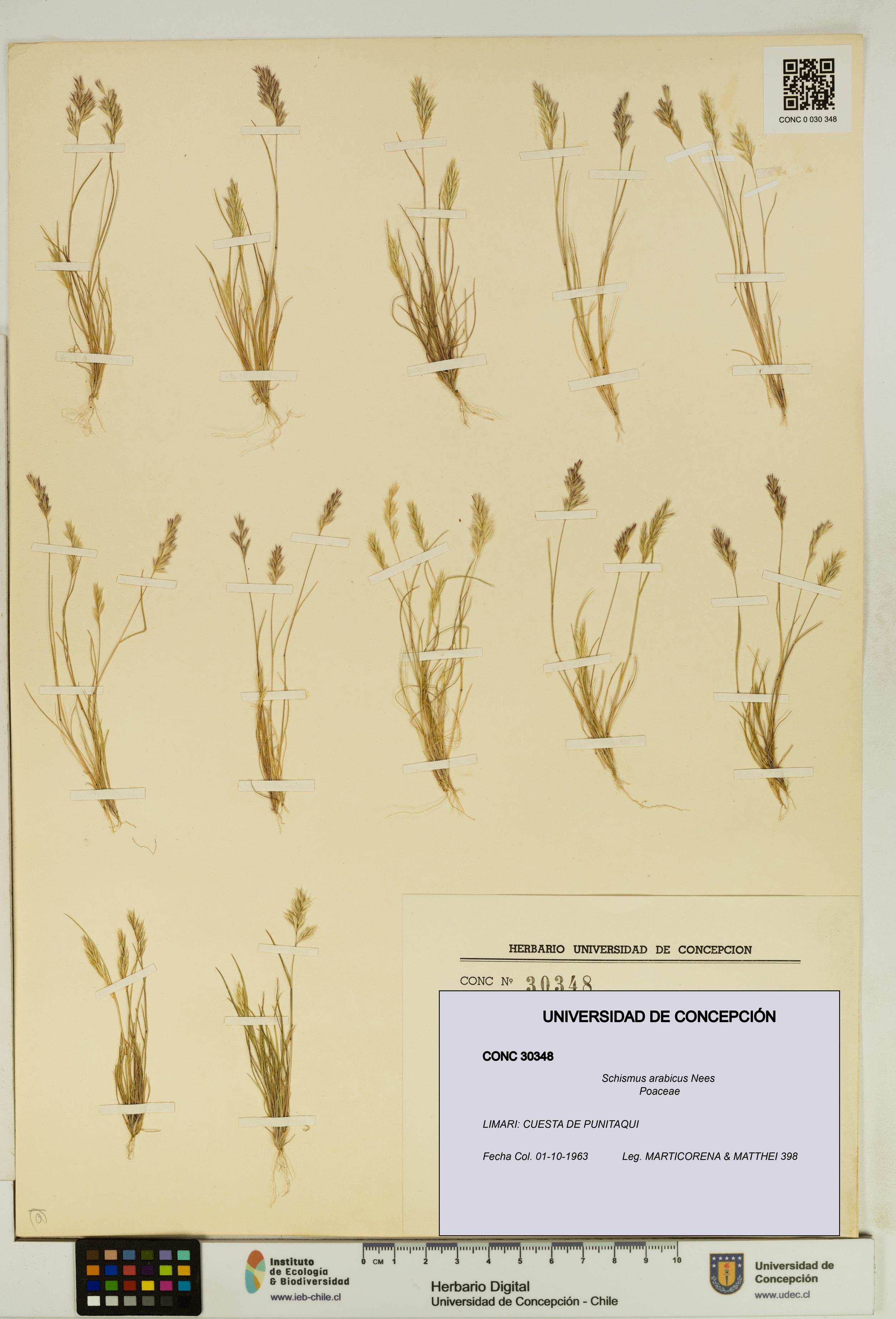 Schismus arabicus [Espécimen: UDEC:CONC:0030348]