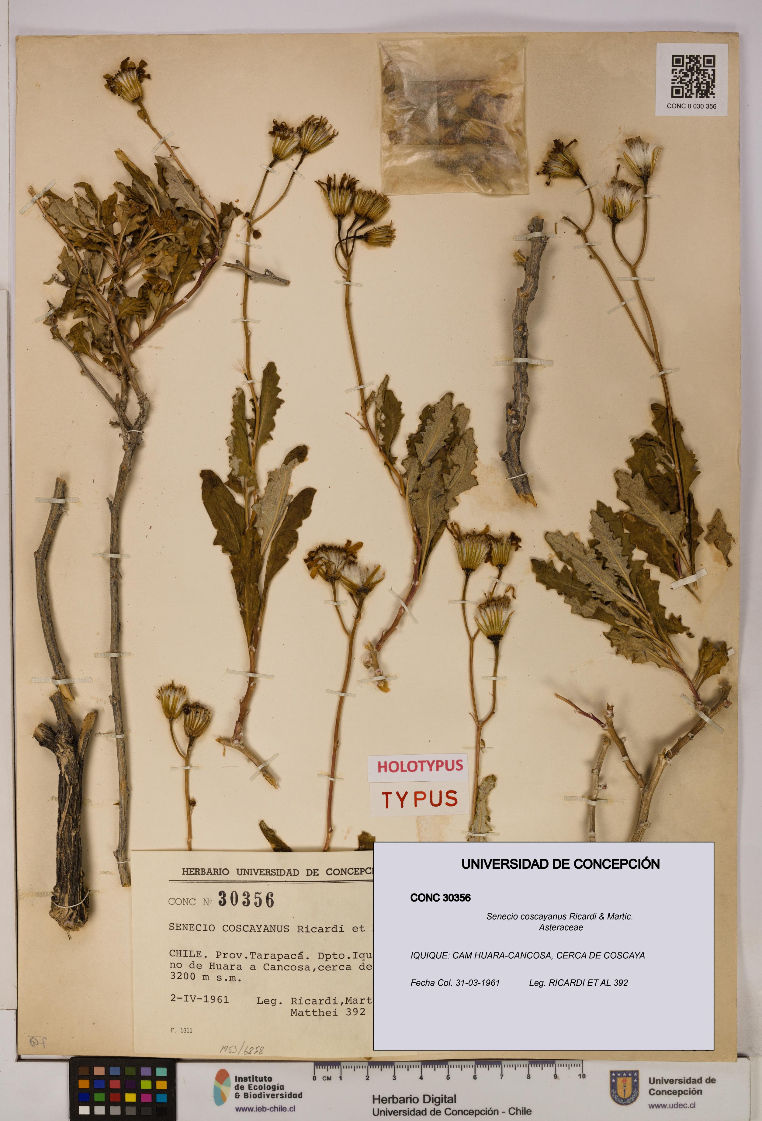 Senecio coscayanus [Espécimen: UDEC:CONC:0030356]