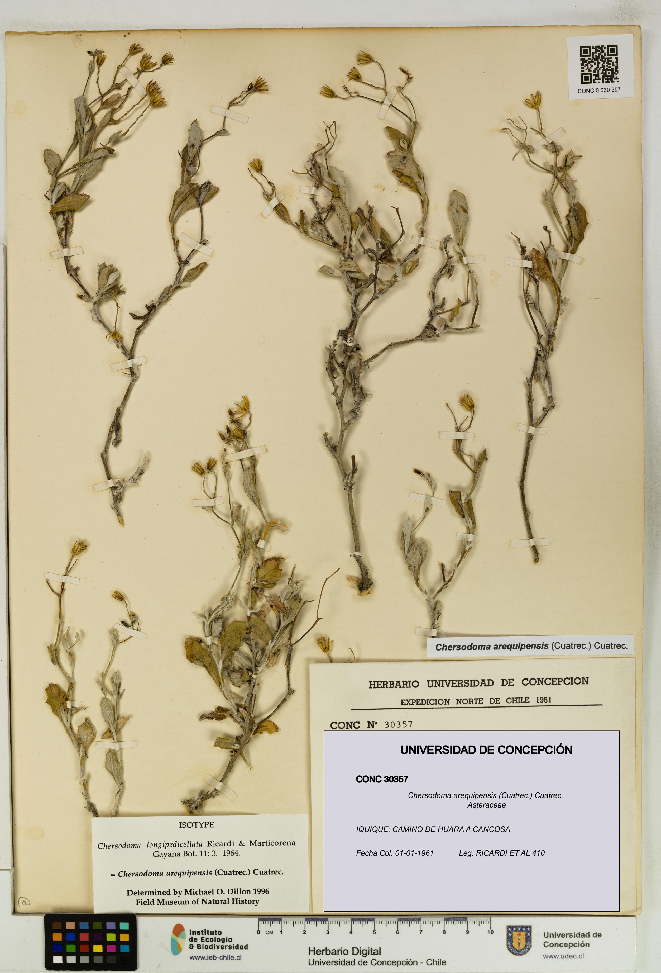 Chersodoma arequipensis [Espécimen: UDEC:CONC:0030357]