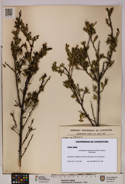 Lophopappus tarapacanus [Espécimen: UDEC:CONC:0030362]