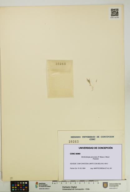 Muhlenbergia peruviana [Espécimen: UDEC:CONC:0030363]