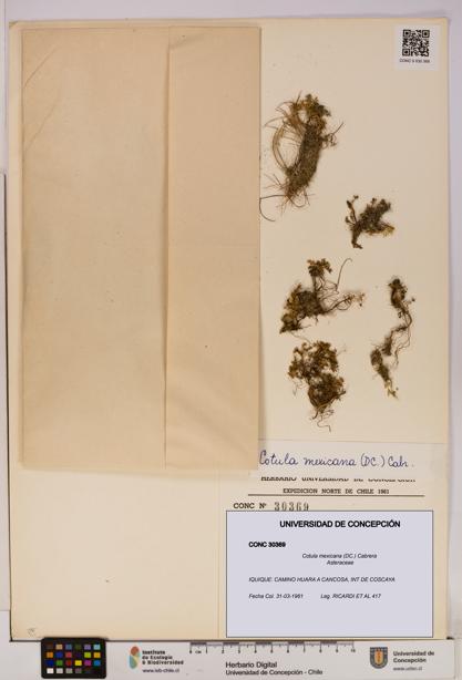 Cotula mexicana [Espécimen: UDEC:CONC:0030369]