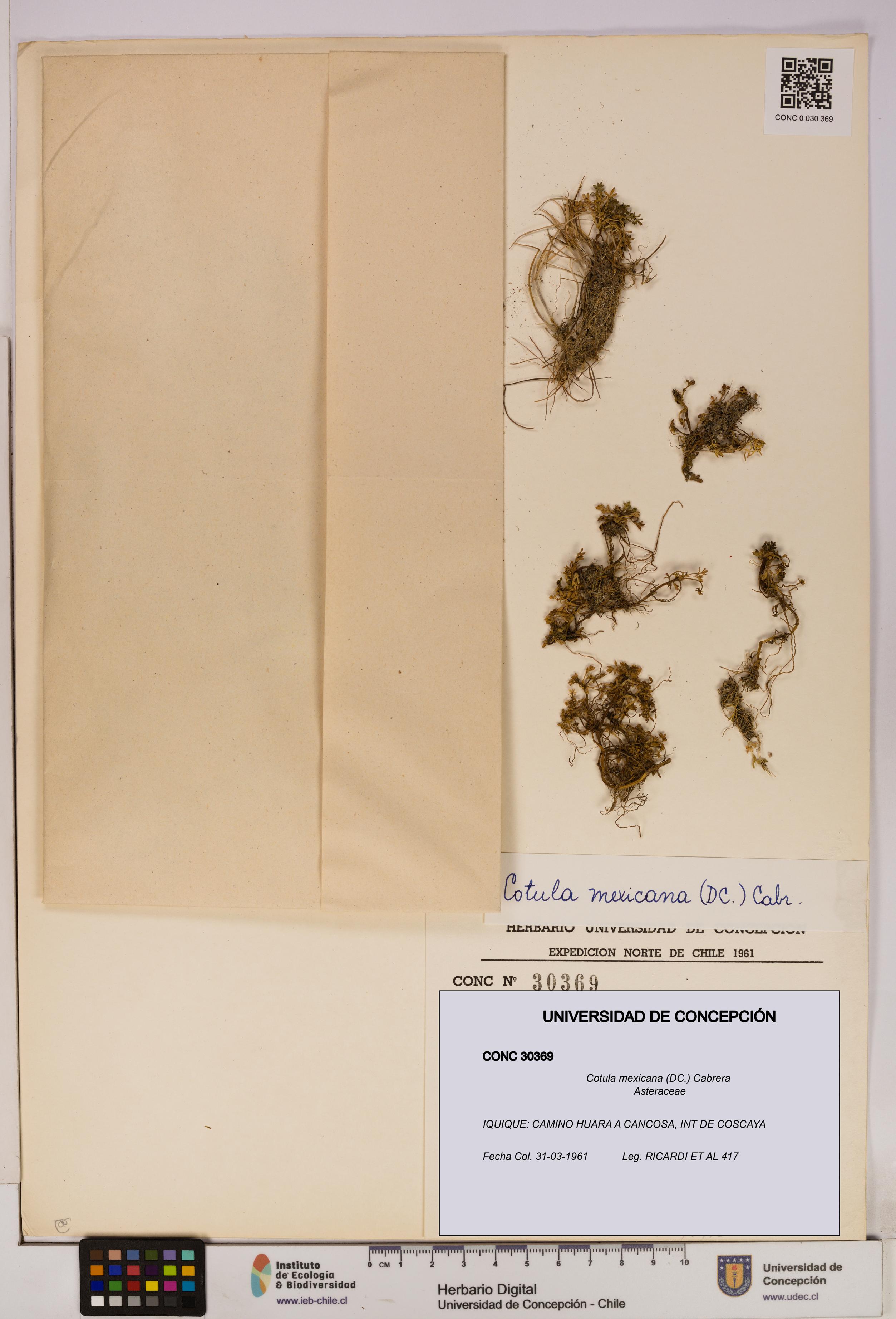Cotula mexicana [Espécimen: UDEC:CONC:0030369]