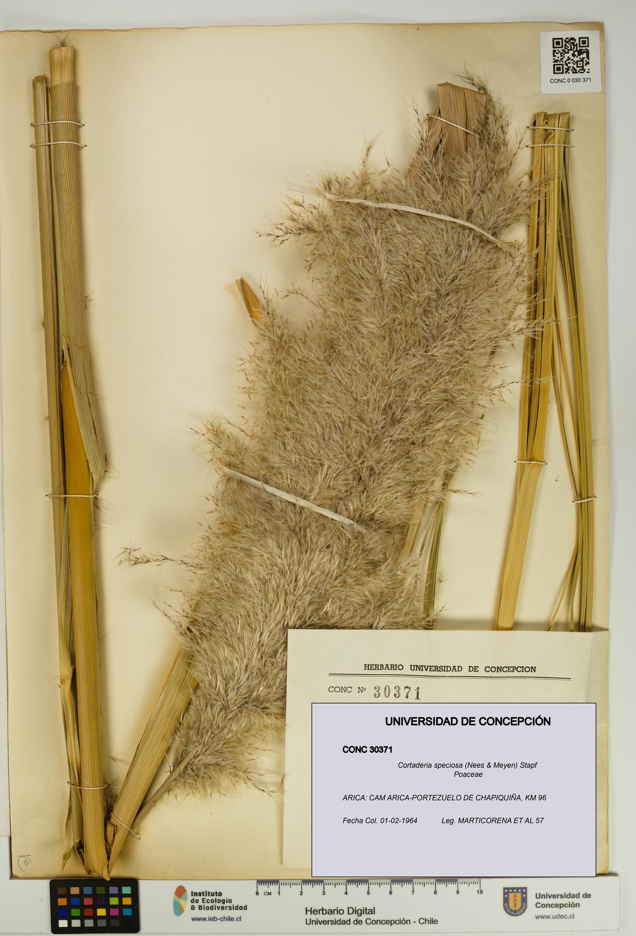 Cortaderia speciosa [Espécimen: UDEC:CONC:0030371]