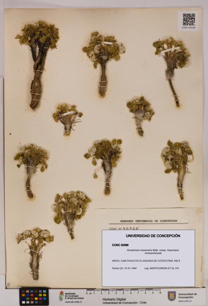 Gomphrena meyeniana subsp. meyeniana [Espécimen: UDEC:CONC:0030386]