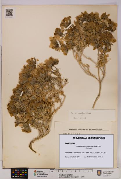 Cruckshanksia hymenodon [Espécimen: UDEC:CONC:0030391]