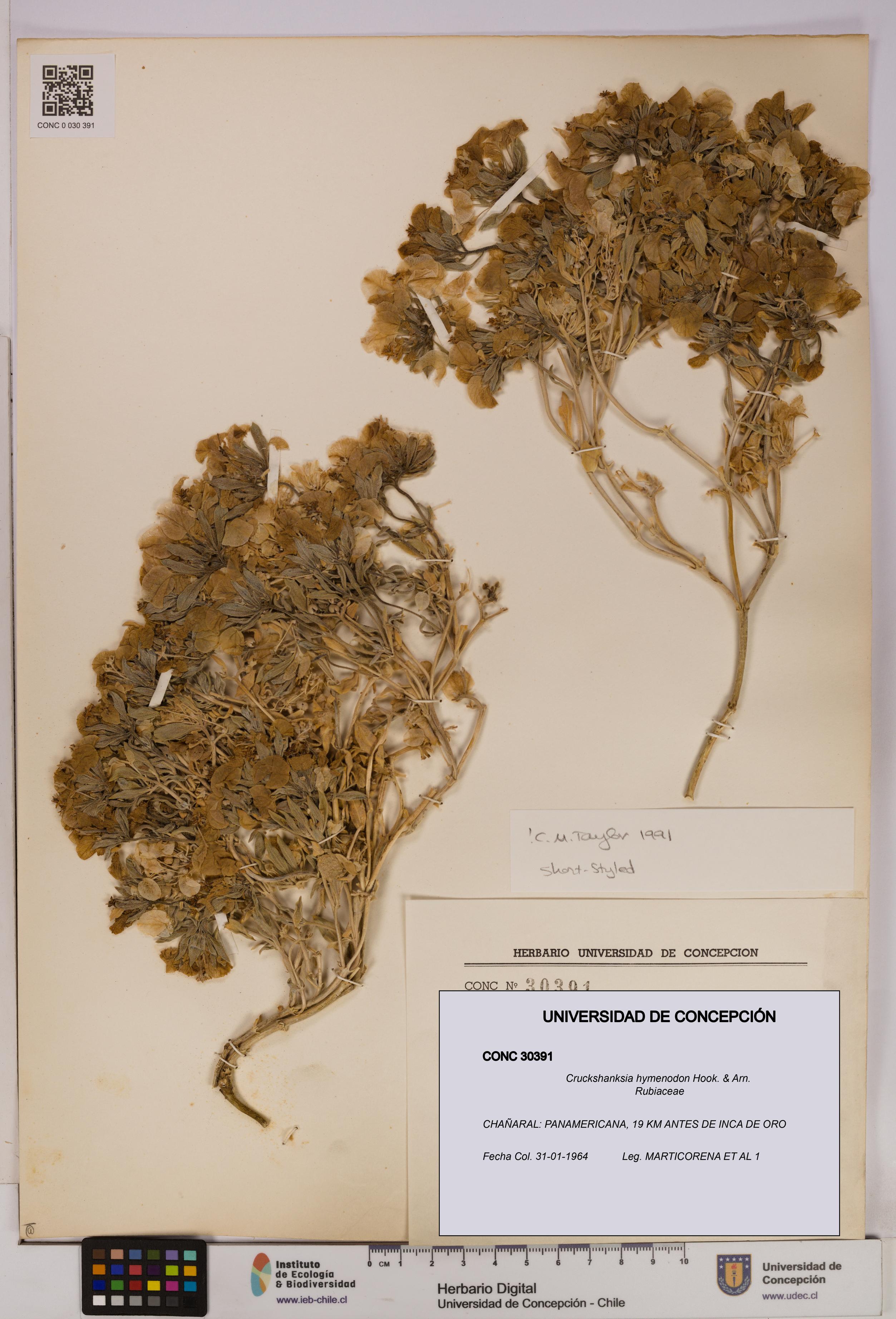 Cruckshanksia hymenodon [Espécimen: UDEC:CONC:0030391]