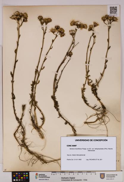 Senecio linariifolius var. heliophytoides [Espécimen: UDEC:CONC:0030397]