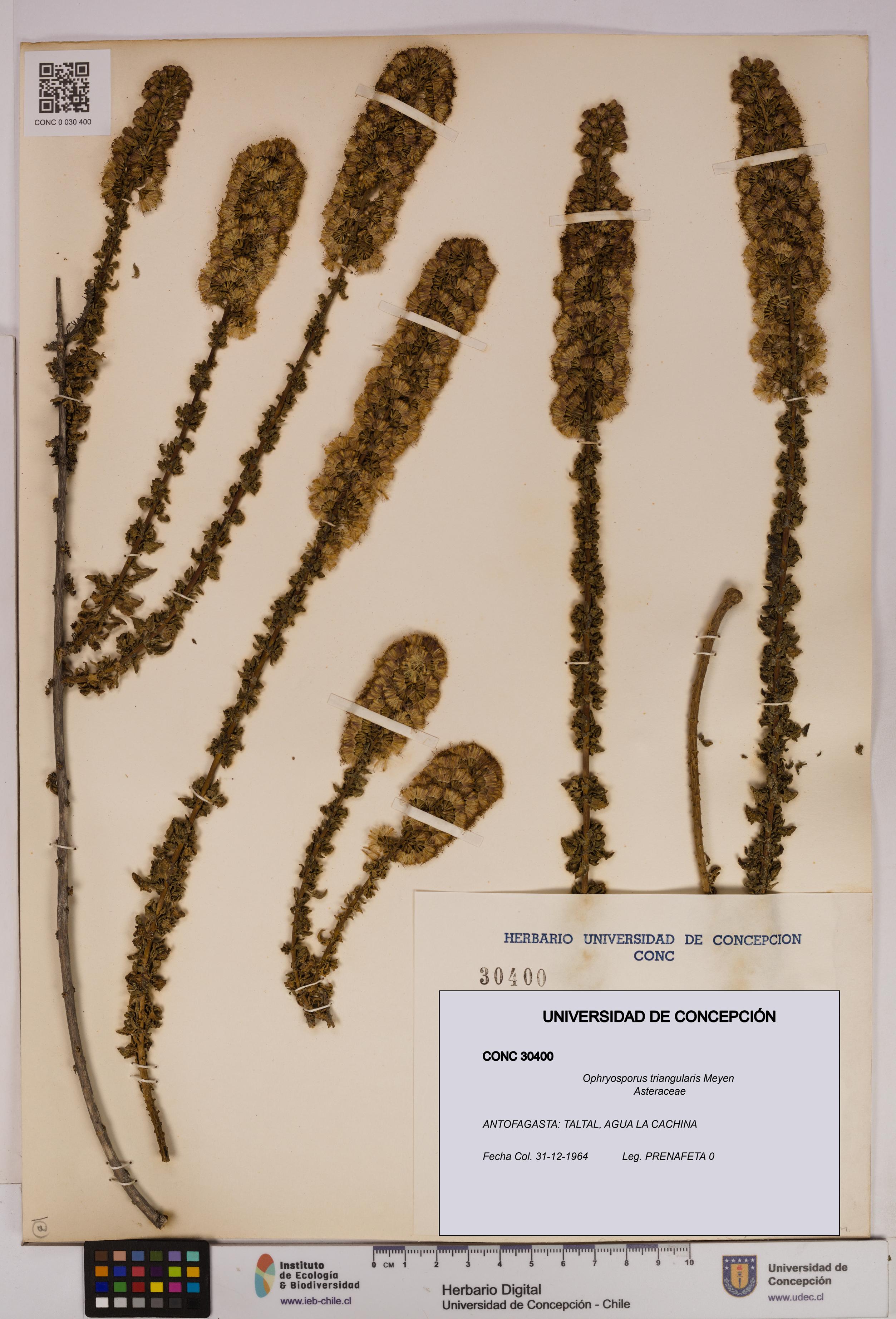 Ophryosporus triangularis [Espécimen: UDEC:CONC:0030400]
