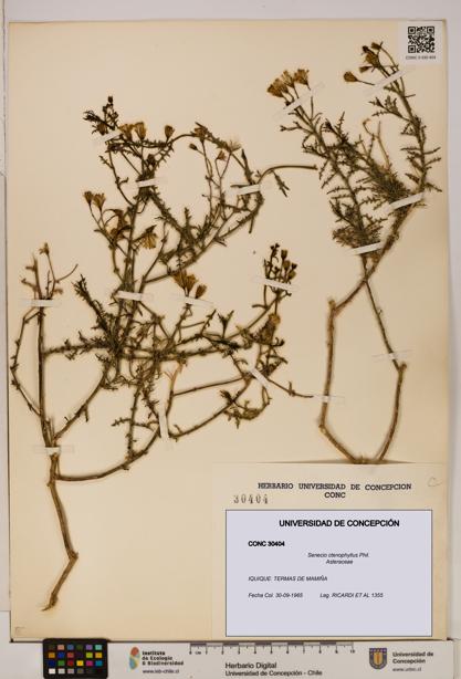 Senecio ctenophyllus [Espécimen: UDEC:CONC:0030404]