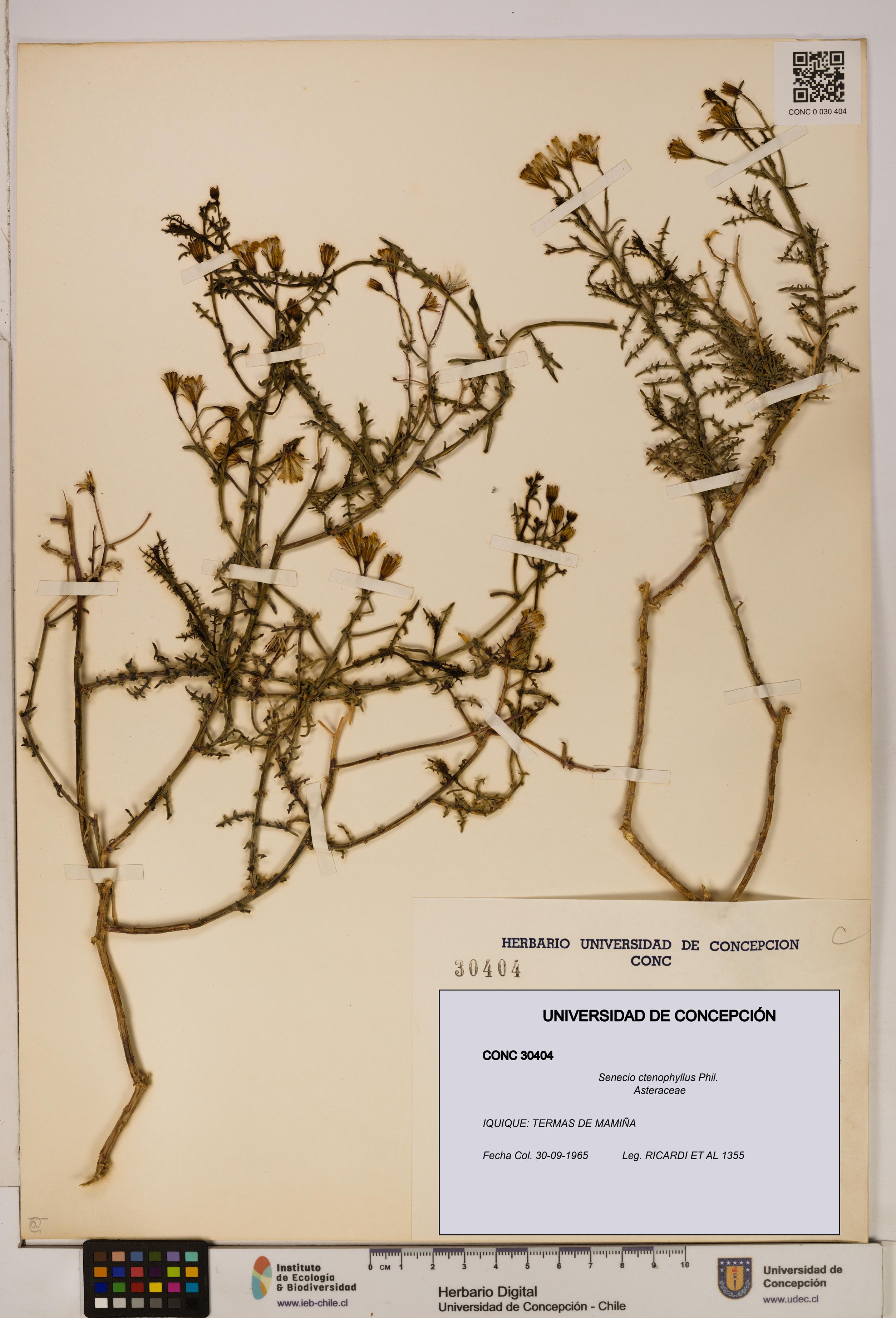 Senecio ctenophyllus [Espécimen: UDEC:CONC:0030404]