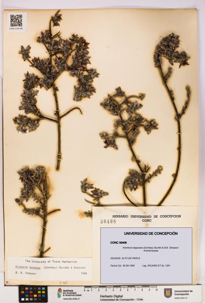 Krameria lappacea [Espécimen: UDEC:CONC:0030408]