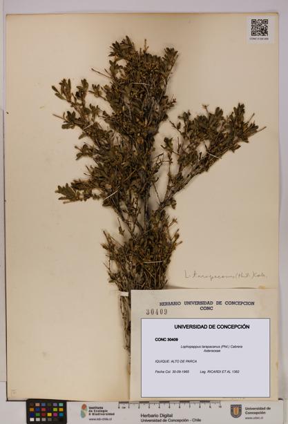 Lophopappus tarapacanus [Espécimen: UDEC:CONC:0030409]