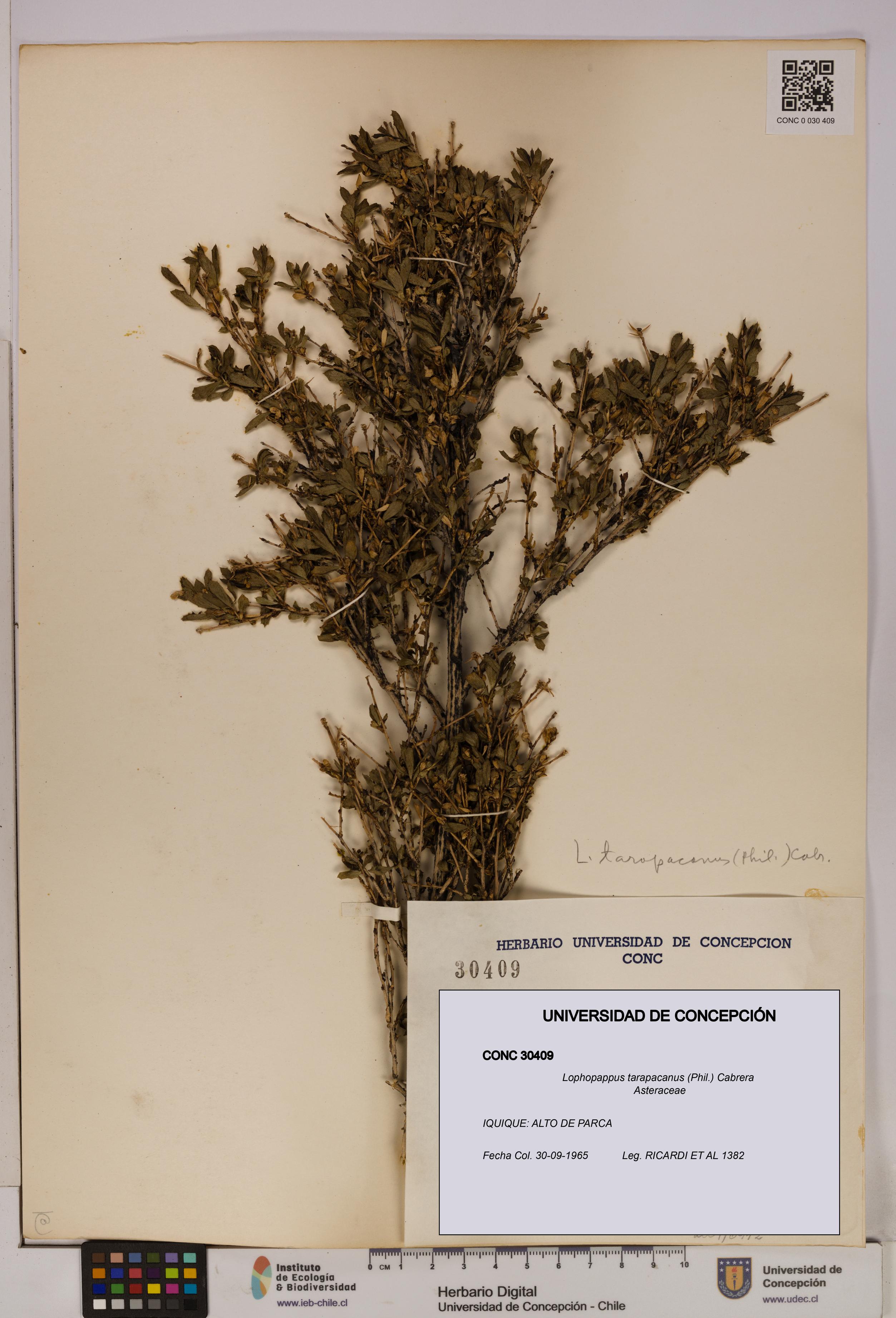 Lophopappus tarapacanus [Espécimen: UDEC:CONC:0030409]