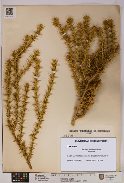 Chuquiraga atacamensis [Espécimen: UDEC:CONC:0030410]