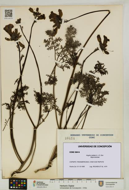 Argylia radiata [Espécimen: UDEC:CONC:0030414]