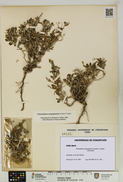 Chersodoma arequipensis [Espécimen: UDEC:CONC:0030415]
