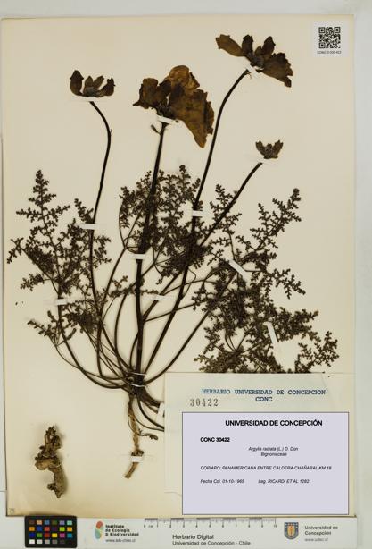 Argylia radiata [Espécimen: UDEC:CONC:0030422]